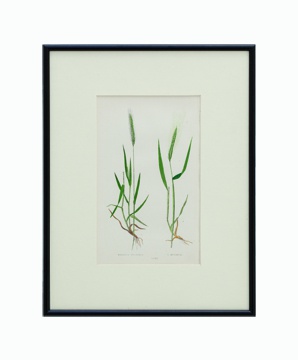 BOTANICAL GRASS_06